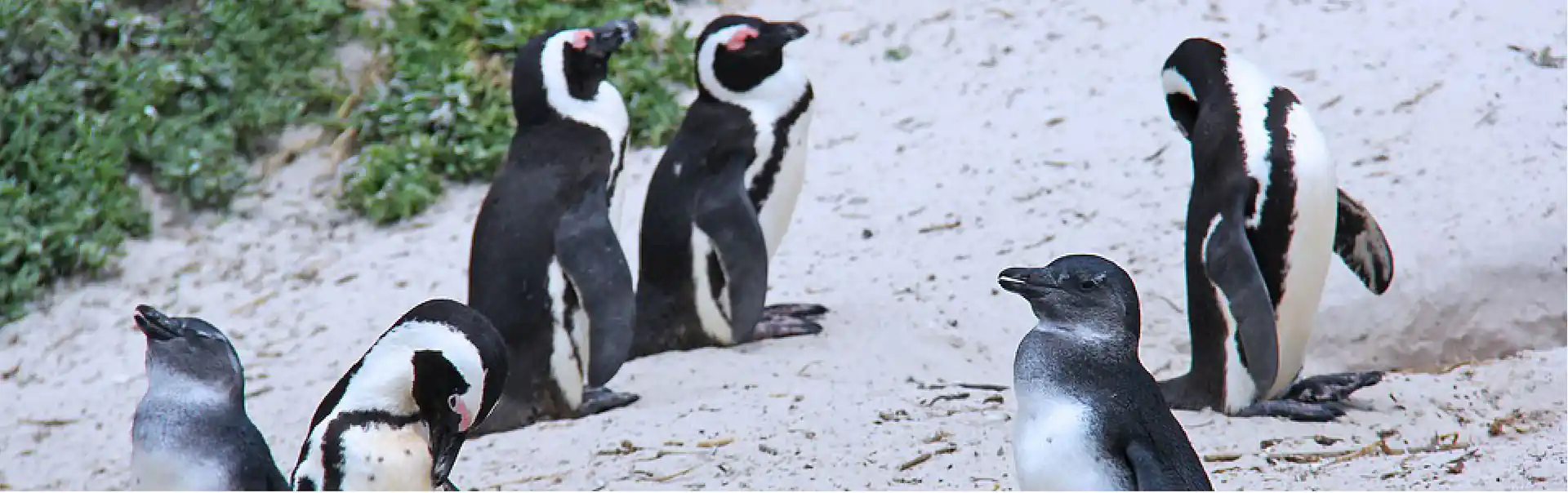 Cape Town Package  ETHOSA-09